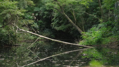 Eine-Fixierte-Aufnahme-Eines-Umgestürzten-Baums-Und-Mücken,-Die-Im-Sommer-über-Einen-Teich-In-Japan-Fliegen
