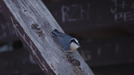 Black-Capped-Chickadee-Perched-On-A-Wooden-Log-Block-Before-Flying