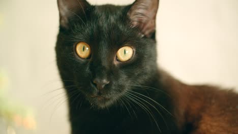 A-close-up-of-a-black-cat's-eyes-sits-on-the-floor