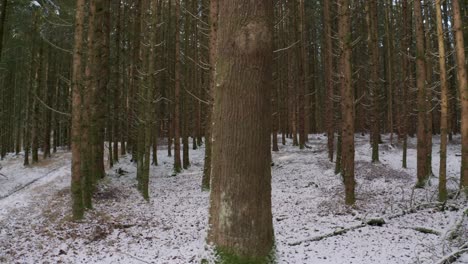 4k-Uhd-Luftdrohnenclip-Von-Grünen-Bäumen-In-Einem-Verträumten-Wald-Im-Winter-Mit-Schnee,-Der-Den-Kalten-Boden-Und-Die-Baumkronen-In-Bayern,-Deutschland-Bedeckt