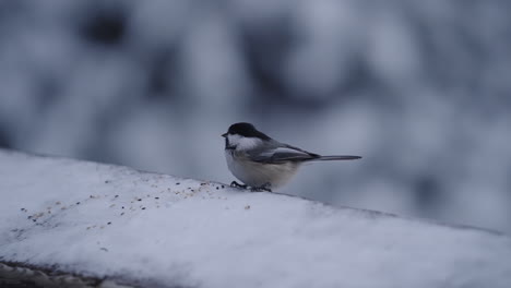 Black-capped-Chickadee-Perching-And-Feeding-Seeds-On-Snowy-Surface-In-Winter---selective-focus