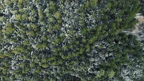 4K-aerial-drone-clip-moving-above-snowy-tree-tops-and-a-little-white-road-in-a-dreamy-forest-in-winter-in-Bavaria,-Germany