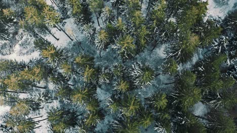4K-UHD-aerial-drone-clip-moving-along-snowy-tree-tops-and-a-little-white-road-in-a-dreamy-forest-in-winter-in-Bavaria,-Germany