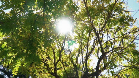 View-From-Below-Of-The-Branches-of-A-Tree-With-Rays-Of-Sun-Passing-Through-The-Foliage---low-angle-shot