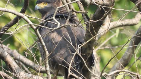 common-eagle-in-tree-waiting-for-pray-.