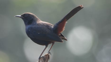 Pájaro-Robbin-Negro-En-El-Bosque