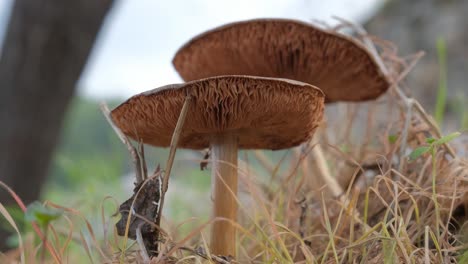 Low-angle-close-up-of-mushrooms-growing-in-a-forest