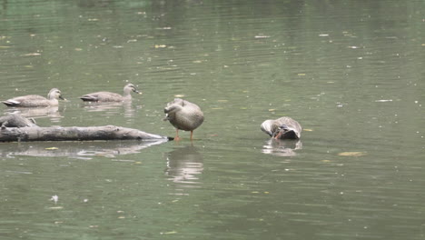 A-fixed-shot-of-Eastern-Spot-billed-Ducks-swimming-and-preening-in-a-pool
