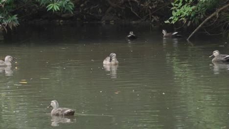 Eastern-Spot-billed-Ducks-Floating-And-Foraging-For-Food-In-Rubbish-Pond-Water---wide-shot,-static