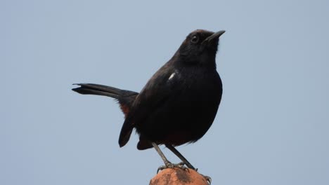 Indian-black-robin-bird-in-house-
