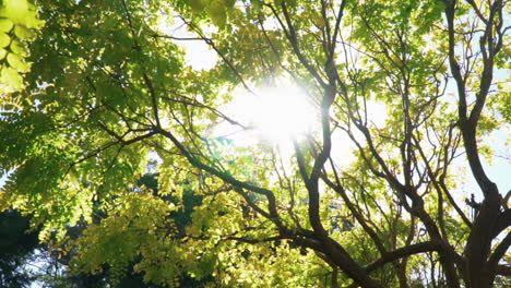 Sonnenstrahlen,-Die-Durch-Zweige-Von-Bäumen-Mit-Grünen-Blättern-Im-Park-Gehen