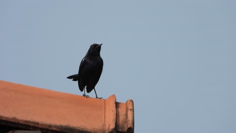 Pájaro-Petirrojo-Negro-Indio-En-La-Parte-Superior-De-La-Casa.