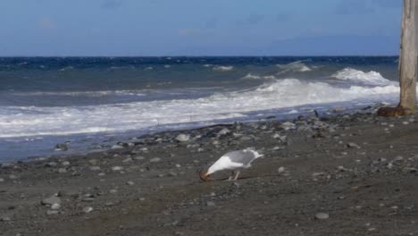 Seagull-Eats-Crab-On-Shore-Of-Beach-With-Ocean-Waves-In-Background-In-Pacific-Northwest,-USA