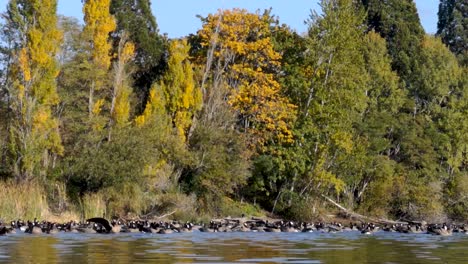 Wildenten-Schwimmen-Und-Schlagen-Mit-Flügeln-Auf-Dem-Ruhigen-Wasser-Des-Waughop-Sees-Im-Herbst-Im-US-Bundesstaat-Washington