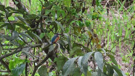 Common-kingfisher,-Alcedo-atthis,-4K-Footage