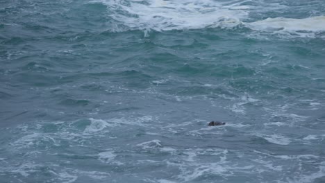 Sea-Otter-Multitasking-Und-Zeigt-Seine-Überlebensfähigkeiten-Während-Der-Brutalen-Wintersaison-An-Der-Küste-Von-Big-Sur-In-Kalifornien