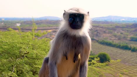 gray-langur-monkey-with-a-tumor-on-face-looking-around
