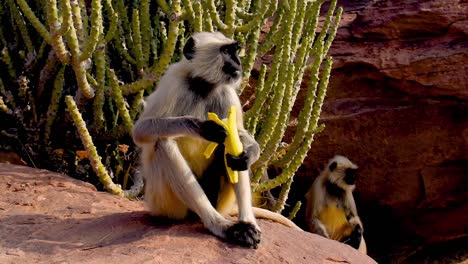 gray-langur-monkey-eats-banana-sitting-on-a-cliff