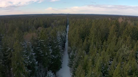 4K-UHD-aerial-drone-clip-of-green-trees-in-a-forest-in-winter-with-snow-covering-the-cold-ground-and-tree-tops-in-Bavaria,-Germany