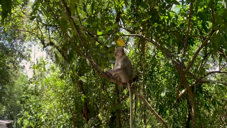 Lone-Long-Tailed-Macaque-Seated-On-Tree-Branch-In-Forest-At-Pulau-Ubin-Island,-Singapore