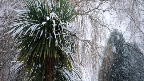Heavy-snow-falls-on-a-palm-tree-in-winter