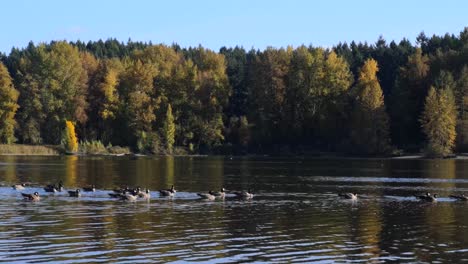 Group-of-Ducks-Swimming-In-The-Waughop-Lake-Washington-United-States-Of-America-Surrounded-With-Lush-Green-Trees-Under-The-Bright-Blue-Sky---Wide-Shot