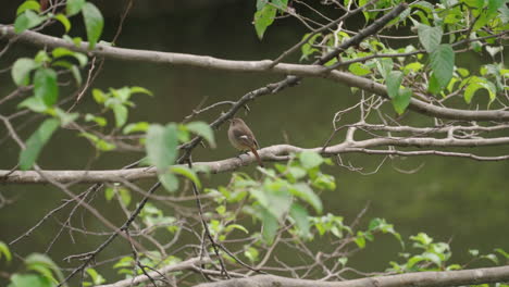 Female-Daurian-Redstart-Rested-On-Tree-Branch-During-Daytime
