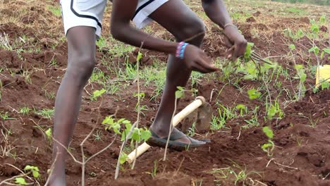 Closeup-of-farmer-planting-tree-in-ground