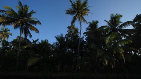 Palmen-An-Einem-Friedlichen-Morgen-In-Kerala
