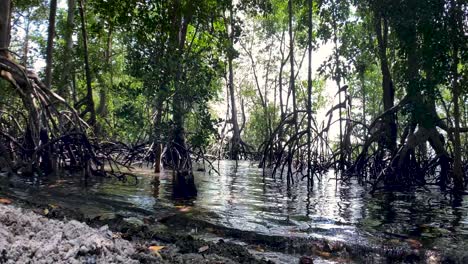 Exploring-The-Mangrove-Forest-In-The-Island-Of-Pulau-Ubin,-Singapore