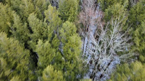 Luftaufnahmen-Im-Tiefflug-Mit-Blick-Von-Oben-Nach-Unten-über-Einen-Dichten-Kiefernwald-Mit-Einer-Leichten-Schneedecke-Auf-Dem-Waldboden-Im-Winter