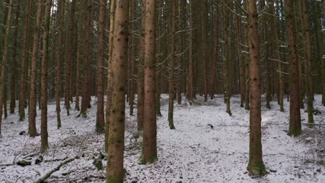 4k-Uhd-Luftdrohnenclip-Von-Immergrünen-Bäumen-In-Einem-Dunklen-Wald-Im-Winter-Mit-Schnee,-Der-Den-Kalten-Boden-Und-Die-Baumkronen-In-Bayern,-Deutschland-Bedeckt