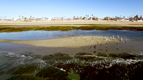 Aerial-a-low-tide-exposed-sand-bar-attracts-seabirds,-Rocky-Point,-Puerto-Peñasco,-Gulf-of-California,-Mexico