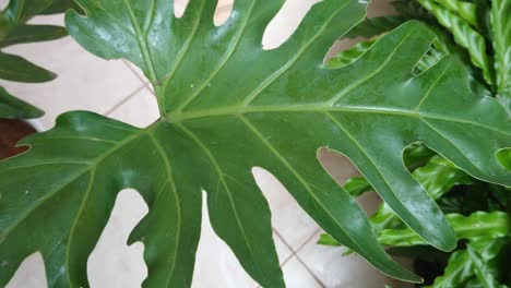 Beautiful-philodendron-selloum-plant-in-pot-at-home-outdoors