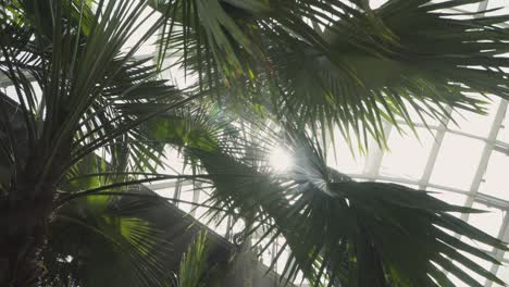 Sonnenlicht-Scheint-Auf-Die-Blätter-Der-Palmen-Im-Nebelwaldgewächshaus-In-Singapur