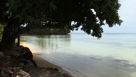 árbol-Junto-A-La-Playa-En-Moorea,-Polinesia-Francesa