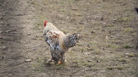 Beautiful-rooster-with-different-colors,-slow-motion