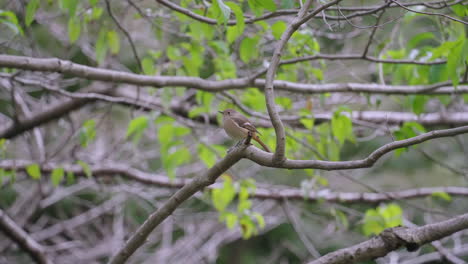 A-fixed-shot-of-a-female-Daurian-Redstart-standing-on-a-tree-branch