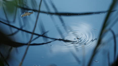 Water-Strider-Gliding-On-Water-Surface-With-Reflection---high-angle,-slow-motion