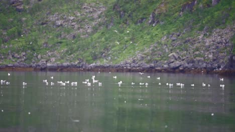 Segeln-In-Einem-Ruhigen-Fluss-Mit-Seevögeln-Auf-Der-Wasseroberfläche-Tagsüber