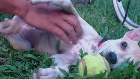 Female-puppy-playing-with-a-ball-while-lying-on-the-grass-with-owner-tickling-her