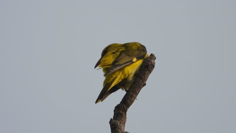 Pájaro-Oropéndola-De-Nuca-Negra-En-El-árbol