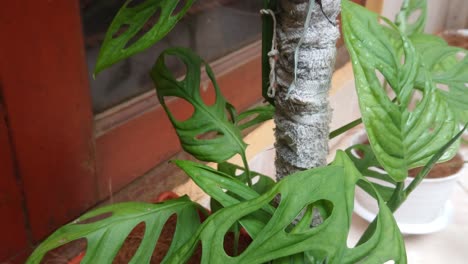 Schöne-Grüne-Philodendron-Monstera-Adansonii-Blätter-In-Indonesien-Namens-Daun-Widow-Bolong-Zu-Hause-Im-Freien
