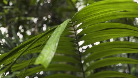 Palm-Tree-Foliage-During-Rainy-Day-In-Marang-Trail-Of-NParks,-Singapore