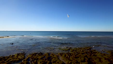 Aerial,-pan-across-the-outgoing-tide-as-a-seabird-crosses-the-sky