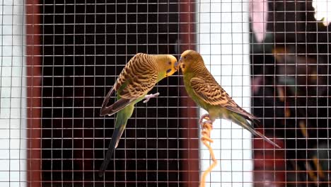 Forever-bond-between-love-birds-mating-in-cage