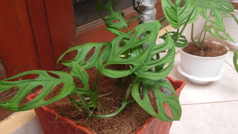 Schöne-Grüne-Philodendron-Monstera-Adansonii-Blätter-In-Indonesien-Namens-Daun-Widow-Bolong-Zu-Hause-Im-Freien