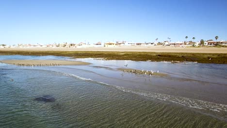 Aerial,-flocks-of-seagulls-take-off-in-unison-from-the-intertidal-beaches,-Puerto-Peñasco,-Rocky-Point,-Gulf-of-California,-Mexico