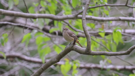 Daurian-Redstart-Rested-On-Tree-Branches-With-Blurry-Foliage-At-Background-In-Tokyo,-Japan