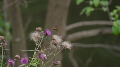 Kolibri-Hawkmoth,-Der-Sich-Von-Nektar-Aus-Distelblüten-Ernährt